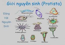 Động vật nguyên sinh