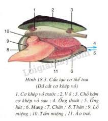 Mổ quan sát cấu tạo của ốc nhồi và trai sông