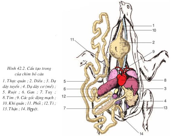 Hướn dẫn mổ chim bồ câu