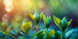 Sinh lý thực vật